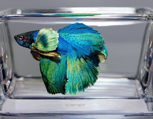 Gallery Of Realistic Painting By Young-sung Kim - South Korea