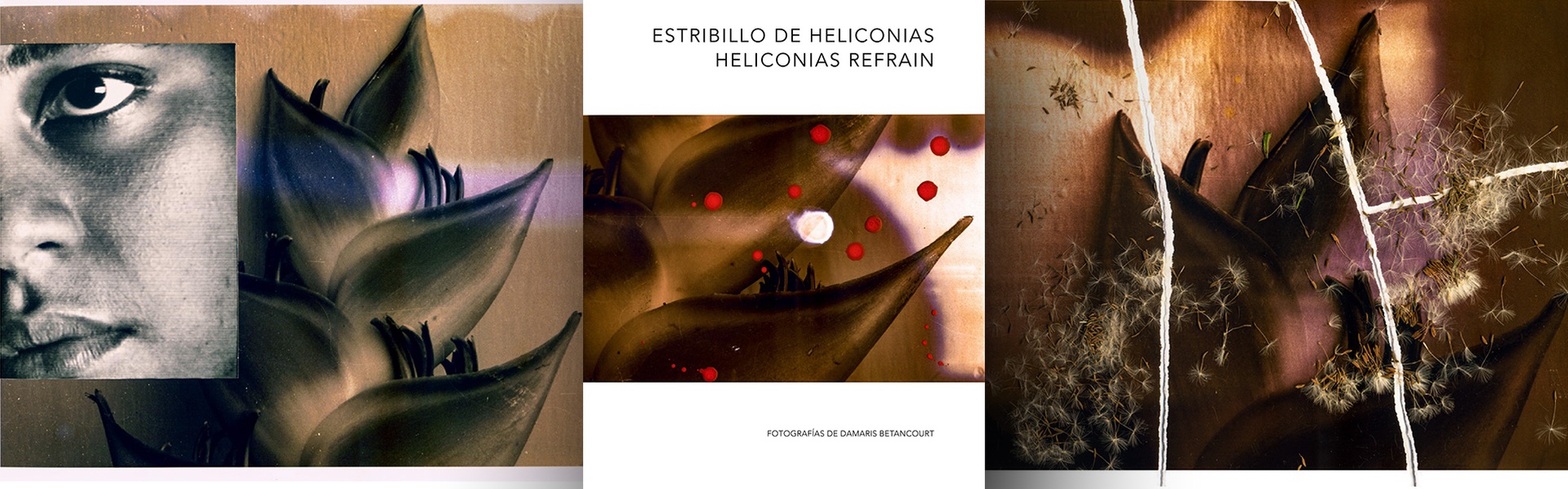 Refrão de Heliconias | Fotos de Damaris Betancourt | Cuba