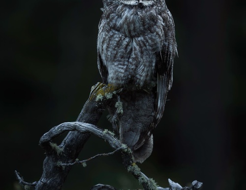 Galeria de Fotografia de Isaac Spotts - EUA