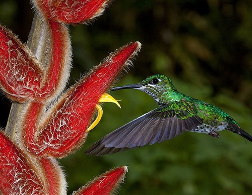 costa rica jim zuckerman