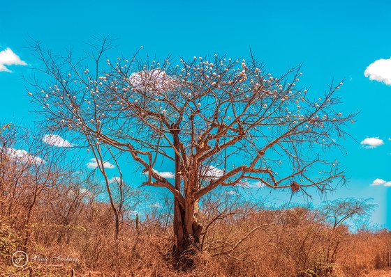 Gallery Of Photography By Norberto Kreutzer Fruhauf - Brazil