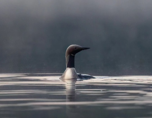 Gallery Of Photography By Elias Kalliola - USA