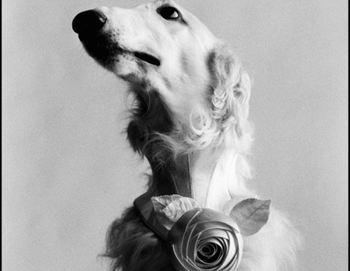 elliott erwitt