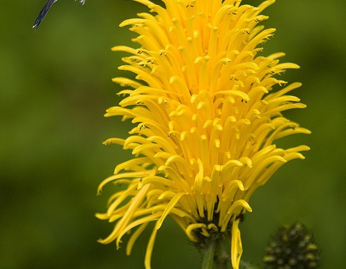 costa rica jim zuckerman