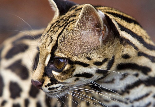 Costa Rica: A Tropical Paradise Through the Lens of Jim Zuckerman (USA)