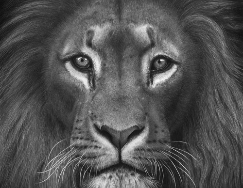 Gallery Of Realistic Painting By Emma Towers Evans - Brazil