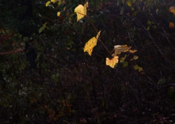 Arte-Circuito Jardim Europa democratiza el acceso al arte en la capital de São Paulo