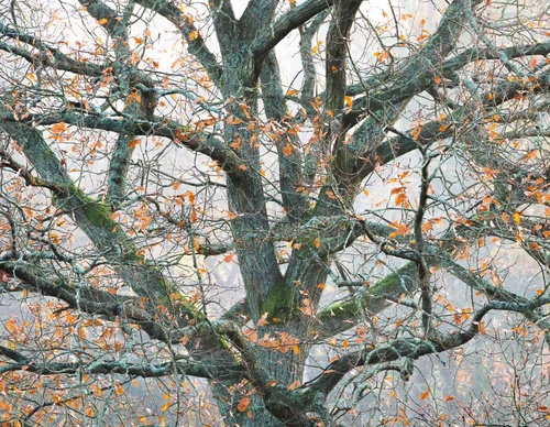 Gallery Of Photography By Mads Peter - Danish