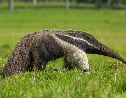 brazil jim zuckerman
