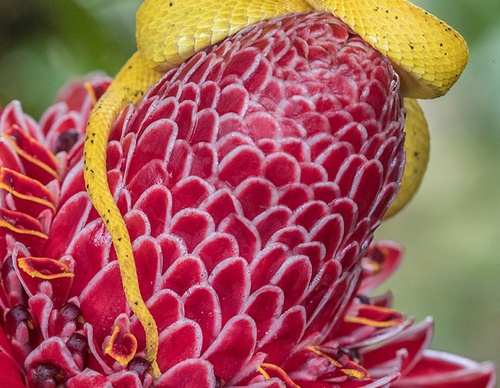 costa rica jim zuckerman