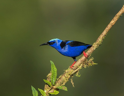 costa rica jim zuckerman