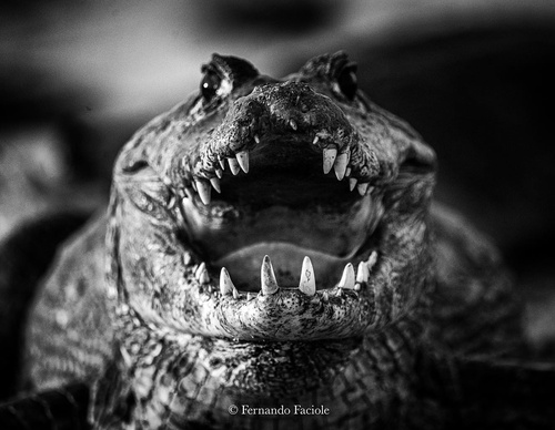 Gallery Of Photography By Fernando Faciole - Brazil