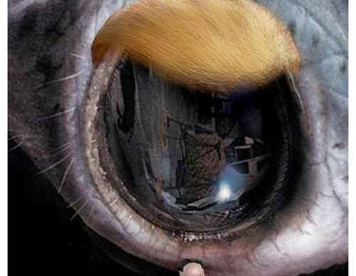 terror online cartoons