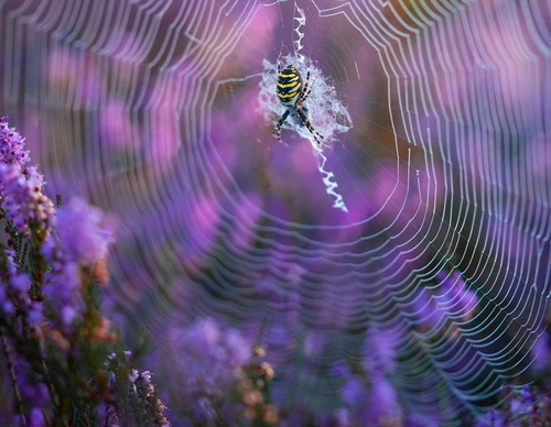 Gallery Of Photography By Albert Dros - Netherland
