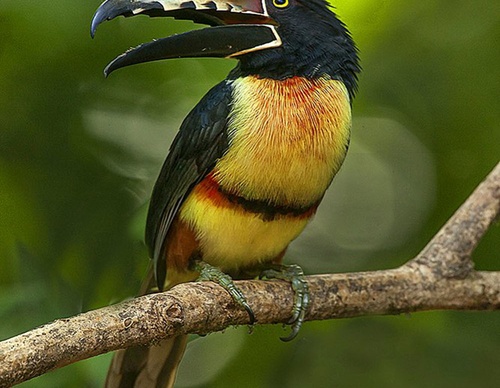 costa rica jim zuckerman