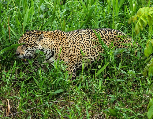 brazil jim zuckerman