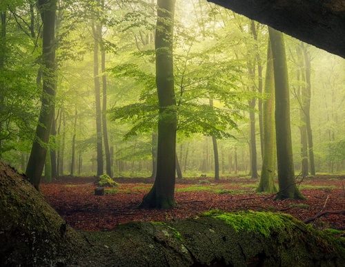 Gallery Of Photography By Albert Dros - Netherland