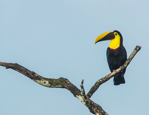 costa rica jim zuckerman