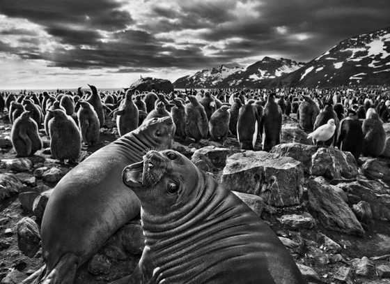 southern elephant seal calves saint andrews bay south georgia