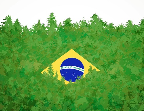 rodrigo sansei brazil