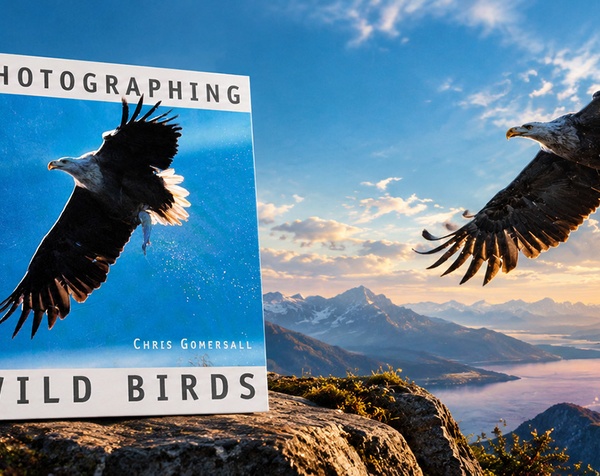 Photographing Wild Birds — Chris Gomersall