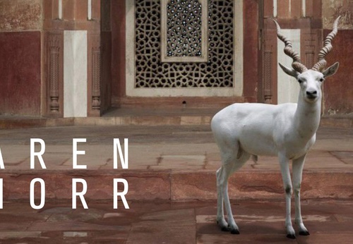 Karen Knorr | Transmigrations