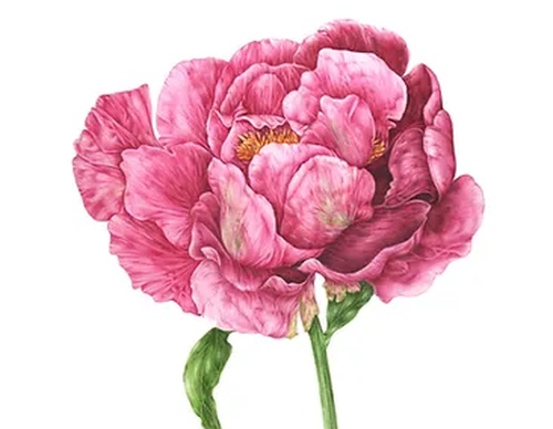 Gallery of Drawing by GiacoMina Ferrillo-Italy