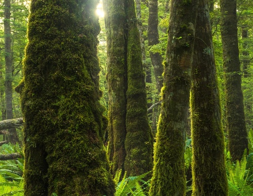Galeria de fotografias de William Patino - Nova Zelândia